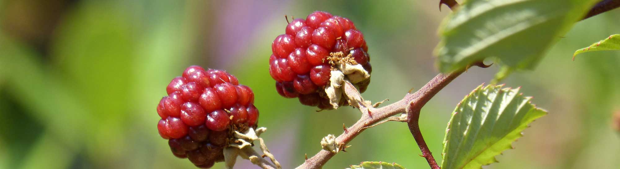 Berries